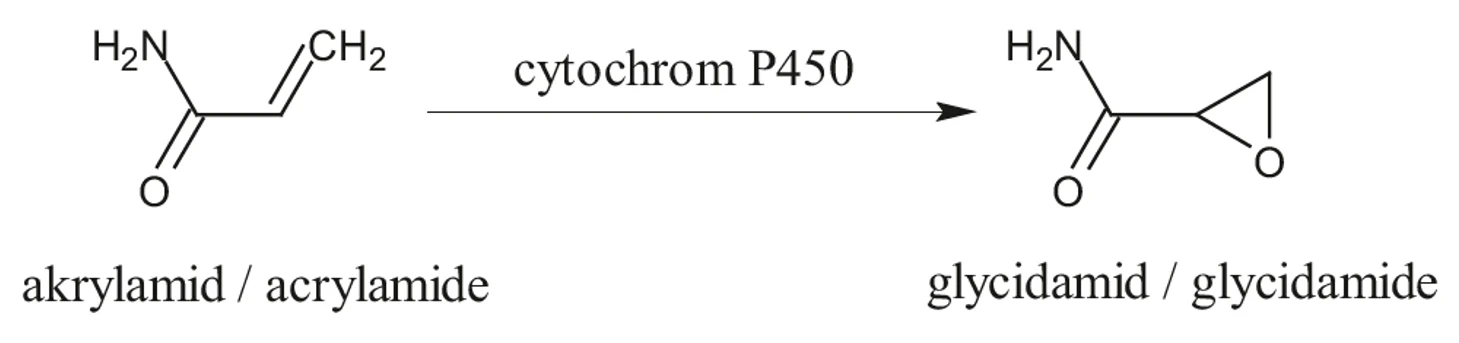 Obr. 2 Přeměna akrylamidu in vivo na glycidamid (Peterson, 2009)