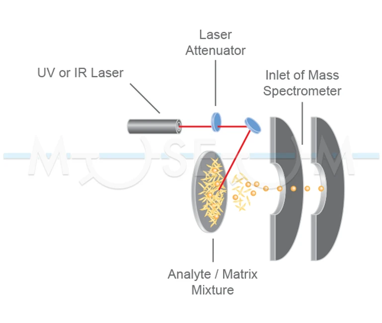 The Czech Museum of Mass Spectrometry/Martin Strohalm