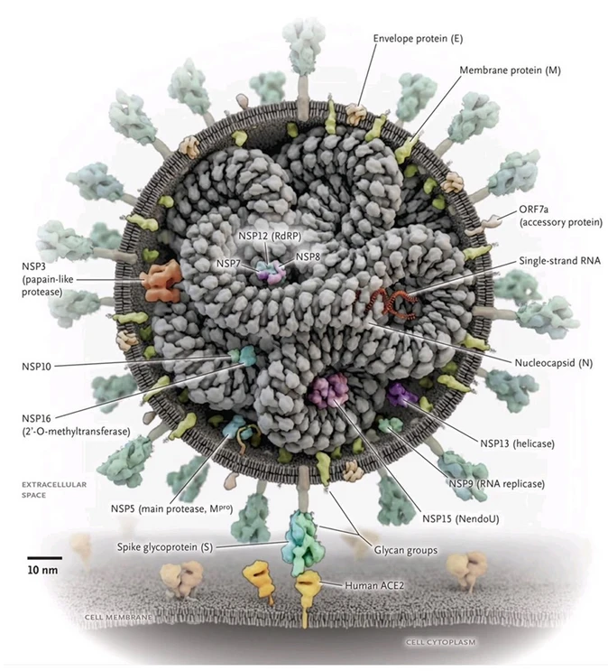 Obr. 2: skladba SARS-CoV-2 viru spolu s proteinovými strukturami (N Engl J Med 2020; 382:2261-2264)