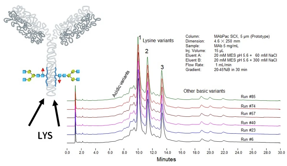 Obr. 6: chromatografická separace finální monoklonální protilátky na iontoměniči odhalující přítomnost nábojových variant