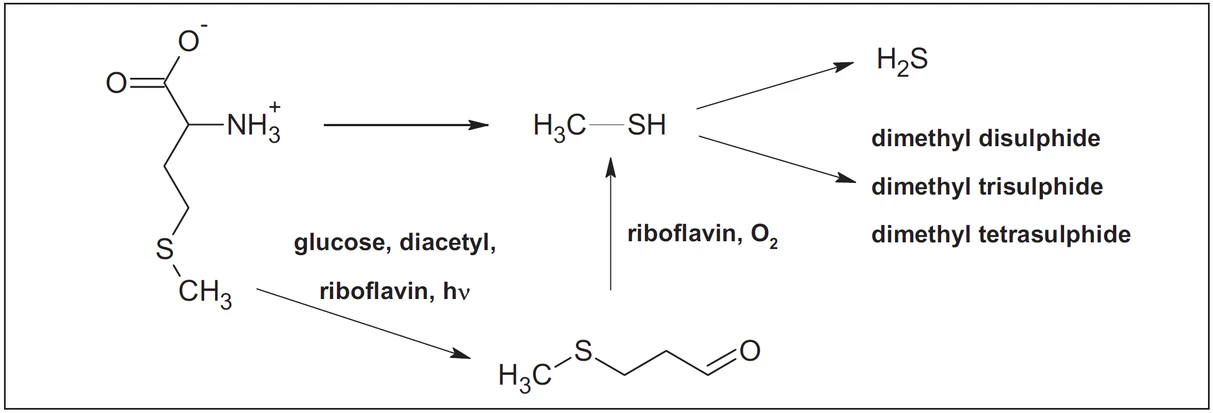 Obr. 2 Možný mechanismus syntézy polysulfidů z methioninu během rmutování sladu
