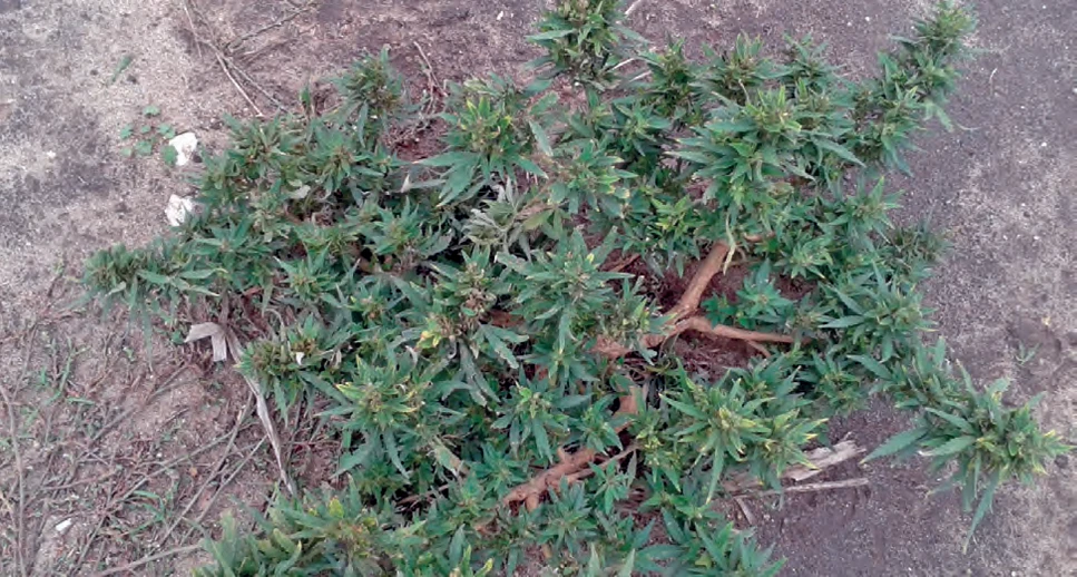 PČR: Obr. 10 – Volně rostoucí konopí nízkého vzrůstu na polní cestě na jižní Moravě