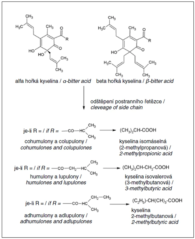 Obr. 1 Předpokládaný mechanismus oxidačního štěpení α- a β-hořkých kyselin