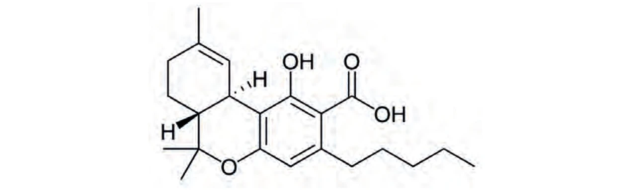 PČR: Kyselina Δ9-trans-tetrahydrokanabinolová (THCA) – její oxidací vzniká THC (16)