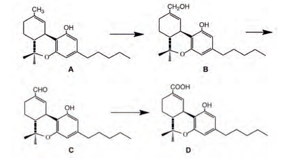 PČR: Obr. 6 – Schéma metabolismu THC, sloučenina A - Δ9-THC, B – hydroxylový intermediát, C – aldehydový intermediát, D - Δ9-THC-11-ová kyselina (16)