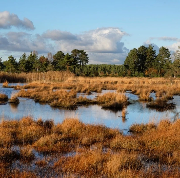 ALS Czech Republic: Obrázek 1 Rašeliniště