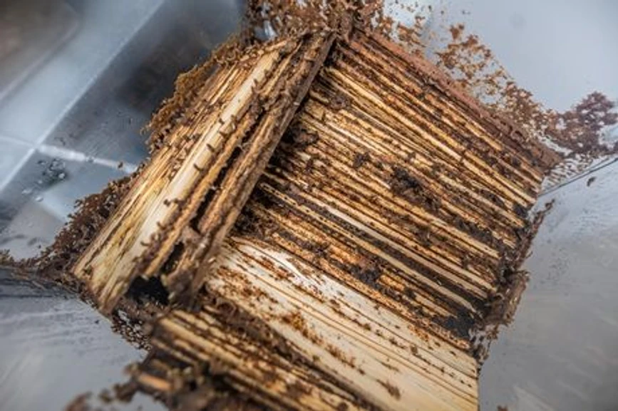 AVČR: Kolonie termitů v suterénu ústavu se živí smrkovým dřevem a obsahuje desítky tisíc jedinců.