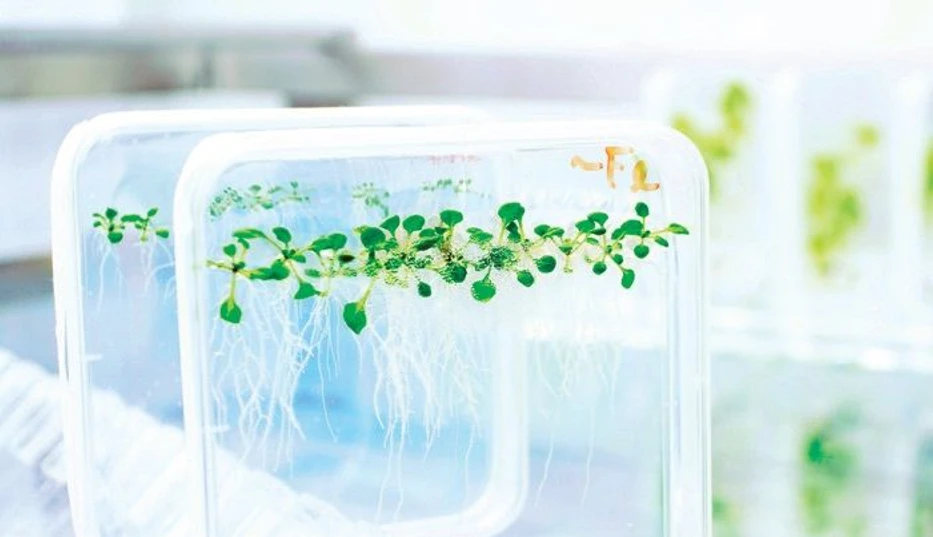 A / Magazín / Shutterstock, Ota Blahoušek, Jana Plavec: CO JSOU FYTOHORMONY.