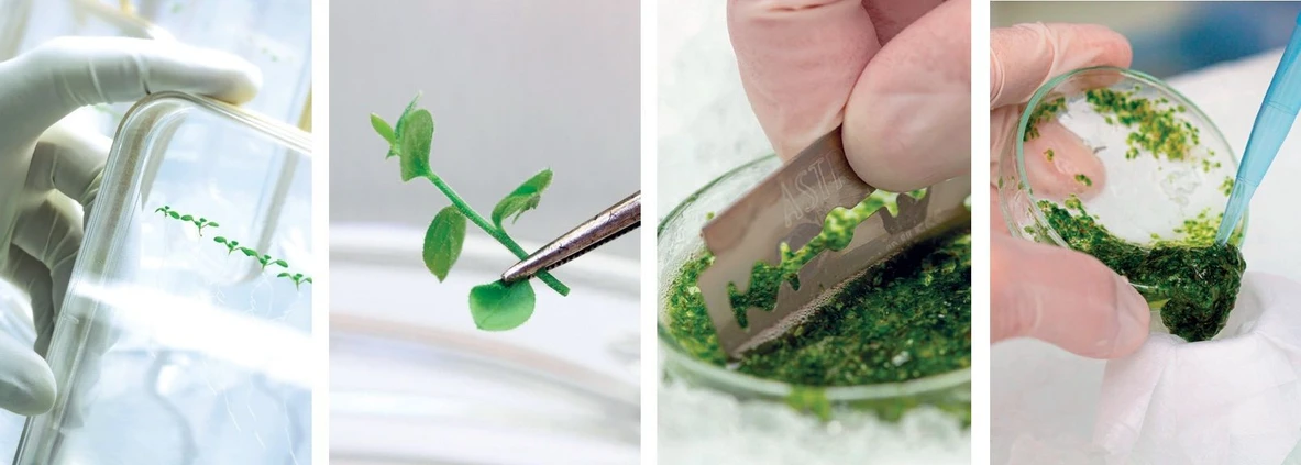 A / Magazín / Shutterstock, Ota Blahoušek, Jana Plavec: Pro zjištění koncentrace fytohormonů je potřeba list nejprve zvážit, zmrazit a rozdrtit. Vzorek se pak smíchá s extrakčním činidlem a umístí do centrifugy, která oddělí jednotlivé pevné částice od kapalné fáze. Poté následuje několik dalších izolačních kroků.