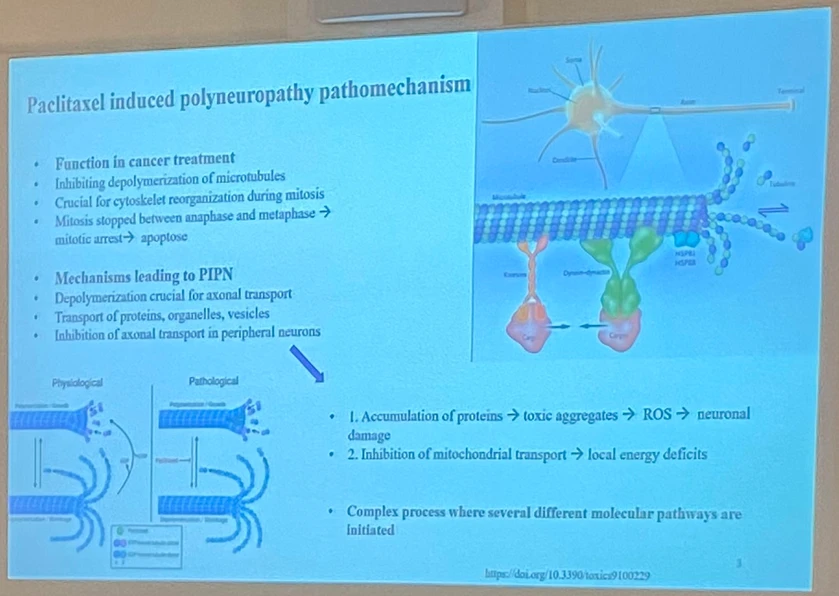 ČSHS: Paclitaxel Neuropathy: A Glycoproteomic Approach to Predictive Biomarkers in Breast Cancer (Adam Paulin Urminský)