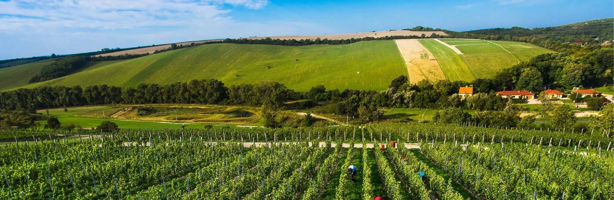 <p>Farmaceutická fakulta Masarykovy Univerzity v Brně: Vinice v obci Kurdějov</p>