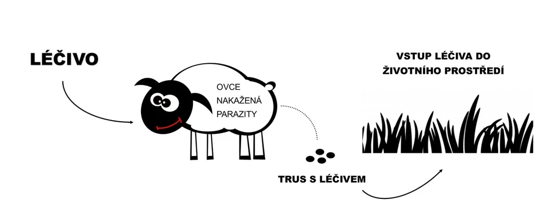 Forum UK/Hynek Glos: Od ovečky k plodinám: Jak léčiva cirkulují v životním prostředí