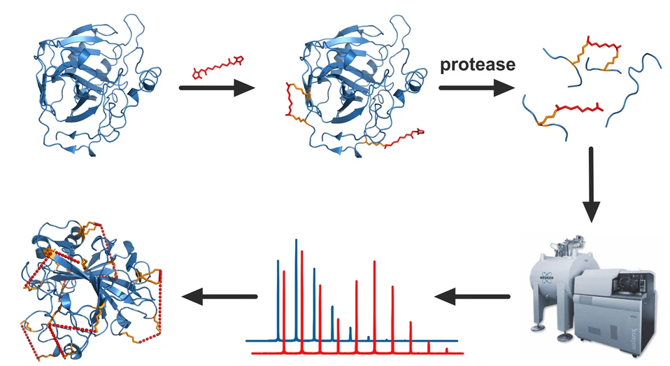 Laboratoř strukturní biologie a buněčné signalizace