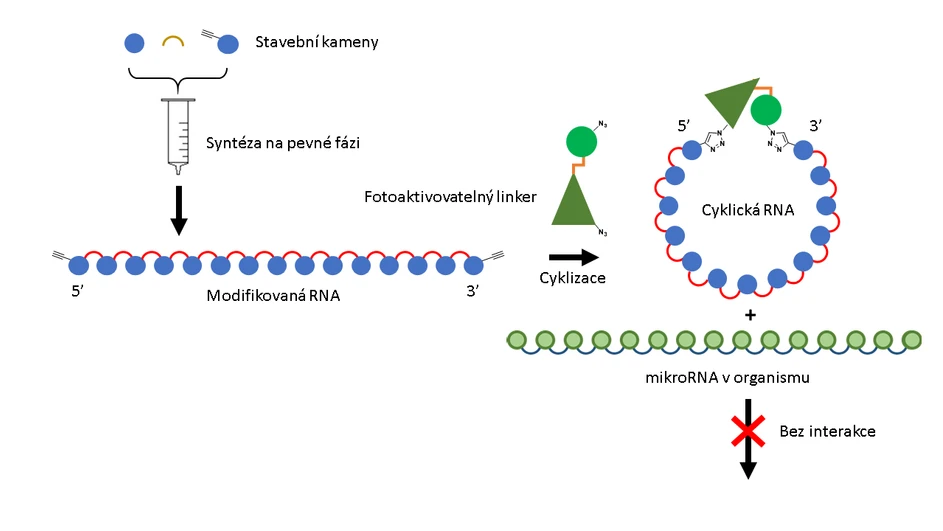 Obrázek 1: Modifikovaná RNA je připravena pomocí syntézy na pevné fázi ze stavebních kamenů (vlevo). Takto upravená biomakromolekula dále reaguje pomocí bioorthogonální reakce s fotoaktivovatelným linkerem, který ji cyklizuje. Tato cyklická RNA neinteraguje s komplementární mikroRNA v organismu (vpravo).