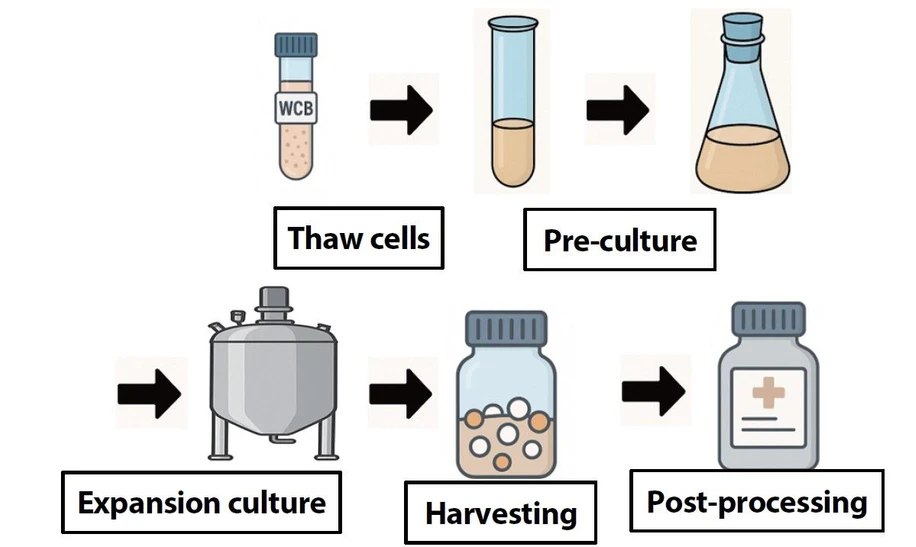 Shimadzu: Obr. 1 Výrobní proces mikrobiálního produktu