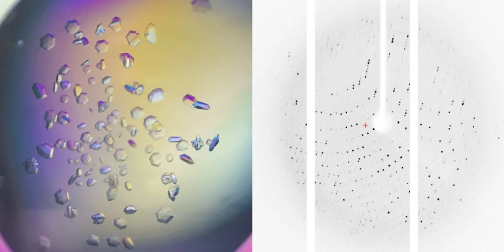 Forum/Kateřina Radilová: Už víme, jak flavonoidy působí proti chřipce