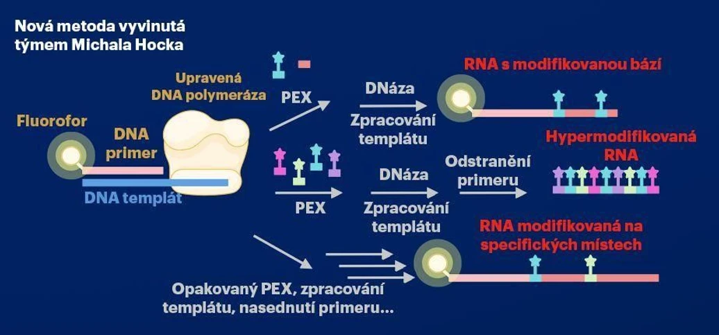ÚOCHB - Vědci z ÚOCHB vyvinuli novou metodu pro enzymovou syntézu potenciálních RNA léčiv