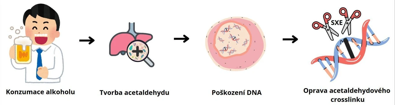 ÚOCHB: Alkohol poškozuje DNA a způsobuje rakovinu, potvrzuje vědecká studie z ÚOCHB a ukazuje způsob, jak se buňky poškození brání: Znázornění procesu, kdy konzumace alkoholu způsobuje vznik toxické látky acetaldehyd, která poškozuje DNA. Vědecký tým z ÚOCHB popsal, jak buňky poškozenou genetickou informaci opravují.