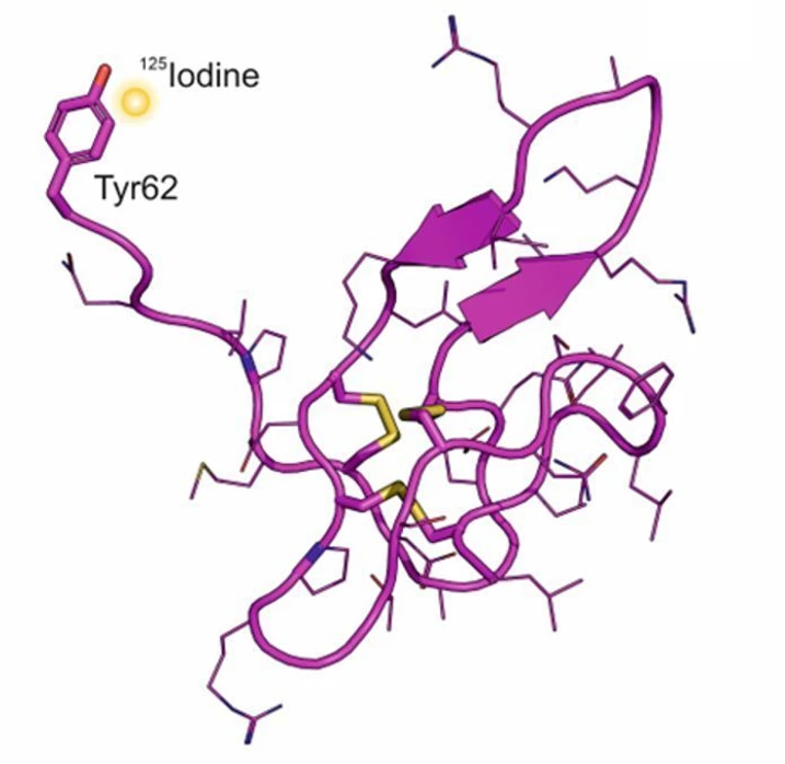 UOCHB: Trojrozměrná struktura peptidu selektivně značeného jódem-125 mimo oblast vazebného místa receptor-peptid. Žlutě znázorněno umístění I-125. (A) Cocaine- and amphetamine-regulated transcript peptide (CART)(61–102) (fialově).
