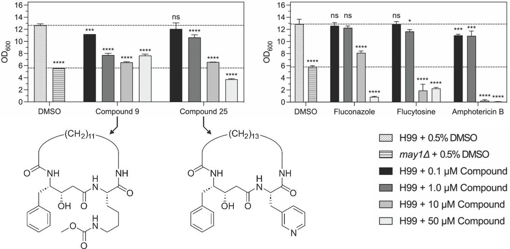 ÚOCHB: Vědci z ÚOCHB krotí houbu, která je smrtelně nebezpečná pro pacienty s oslabenou imunitou: Grafy růstu kvasinkových kultur Crytococcus neoformans za různých podmínek. Analýzou růstu bylo zjištěno, že určité koncentrace objevených sloučenin 9 a 25 zpomalují růst kvasinek srovnatelně s klinicky využívanými léky.