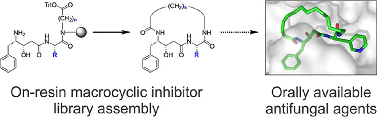 ÚOCHB: Vědci z ÚOCHB krotí houbu, která je smrtelně nebezpečná pro pacienty s oslabenou imunitou: Zjednodušené chemické schéma syntézy makrocyklických inhibitorů, díky kterým vznikají perorálně dostupné antifungální látky. Nová metoda umožňuje sestavovat malé kruhové molekuly přímo na pevném nosiči, čímž vzniká celá knihovna kandidátních látek mnohem rychleji než dřív. Rentgenostrukturní analýza ukazuje jak sloučenina 25 zapadá do prohlubně aktivního místa cílového enzymu Major Aspartyl Peptidase 1, čímž zastavuje jeho aktivitu a omezuje růst kvasinky.