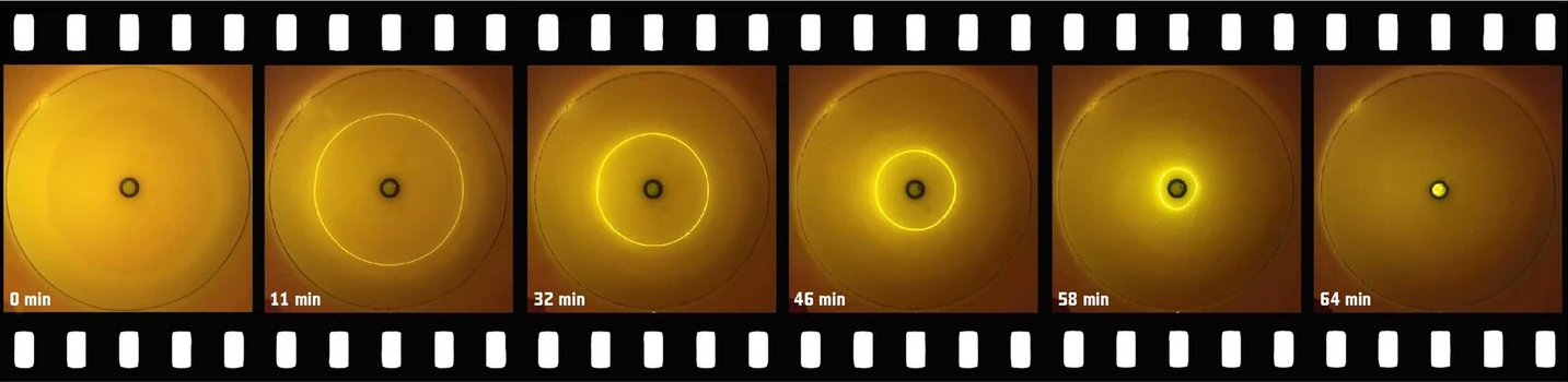 Vesmír: Záznam epitachoforetické koncentrace fluorescenčně značené DNA.