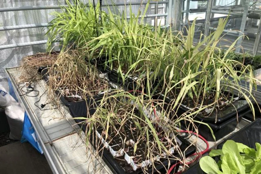 Český rozhlas/Vojtěch Koval: Sazenice při vysokých koncentracích paracetamolu v živném roztoku rychle odumírají